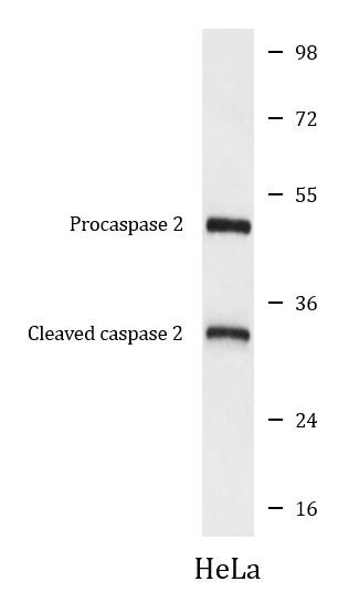 Anti-Caspase 2