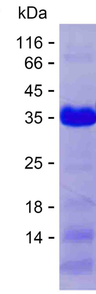 BIRC5 (human), recombinant protein