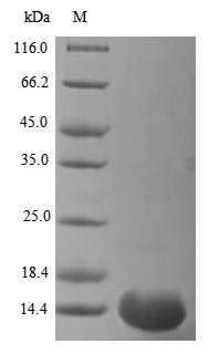 Truncated plaque-size/host range protein (PS/HR), Vaccinia virus, recombinant
