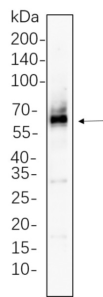Anti-Recombinant Src, clone 4B3