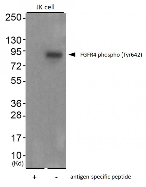 Anti-phospho-FGFR4 (Tyr642)