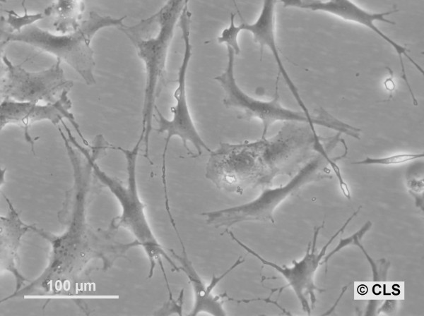 HROG10 Cells