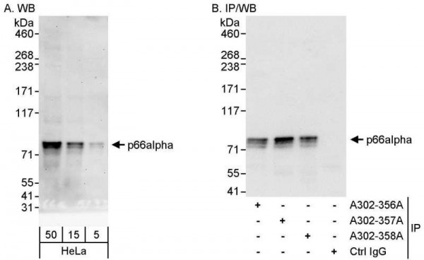 Anti-p66alpha