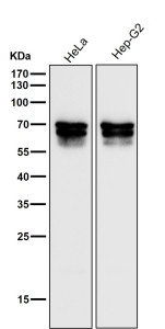 Anti-PICALM / Phosphatidylinositol binding clathrin assembly protein, clone 32P30