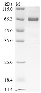 Non-structural polyprotein, partial, Sindbis virus, recombinant