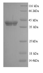 Pectate lyase 1, Juniperus ashei, recombinant