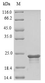 Cell surface hyaluronidase (Tmem2), partial, mouse, recombinant