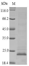 Apolipoprotein C-III (APOC3), Macaca fascicularis, recombinant