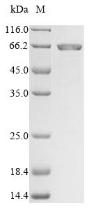 Matrix metalloproteinase-24 (Mmp24), partial, mouse, recombinant