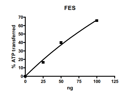 FES, active human recombinant protein