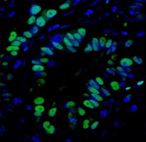 Anti-Rabbit IgG-heavy and light chain cross-adsorbed, DyLight(R) 488 conjugated