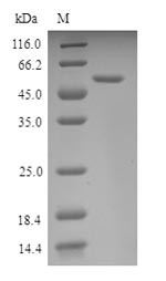 Nuclear respiratory factor 1 (Nrf1), mouse, recombinant