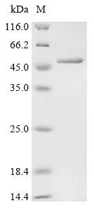 Ubiquitin thioesterase otulin (OTULIN), human, recombinant
