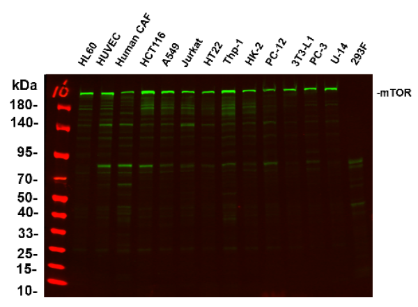 Anti-Recombinant mTOR, clone 4F10