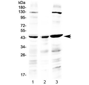 Anti-PREB / Prolactin regulatory element-binding protein