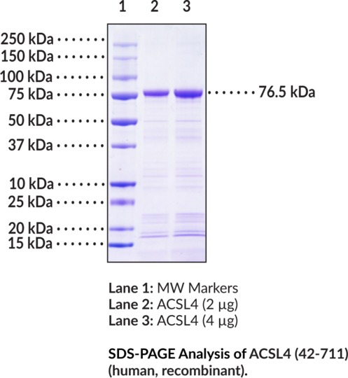ACSL4 (42-711) (human, recombinant)