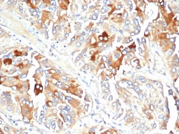 Anti-Clusterin / Apolipoprotein J / APO-J, clone CLU/4723