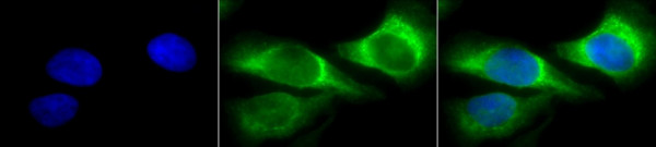 Anti-Hsp47, clone 1C4-1A6