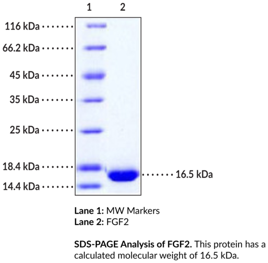 FGF2 (human, recombinant)