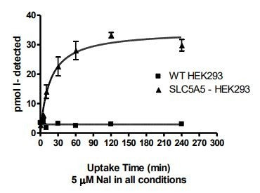 SLC5A5 - HEK293 Recombinant Cell line