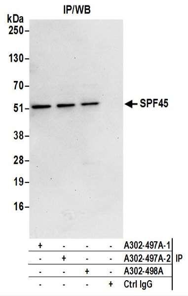 Anti-SPF45