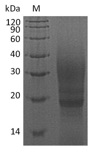 Cytotoxic T-lymphocyte associated protein 4 (CTLA4), partial (Active), guinea pig, recombinant