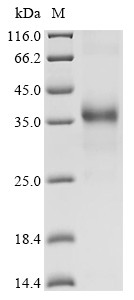 Dendrotoxin B, partial, Dendroaspis angusticeps, recombinant
