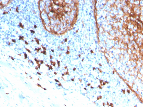 Anti-CD11b / MAC-1 (Microglial Marker)(ITGAM/3339), CF405S conjugate, 0.1mg/mL