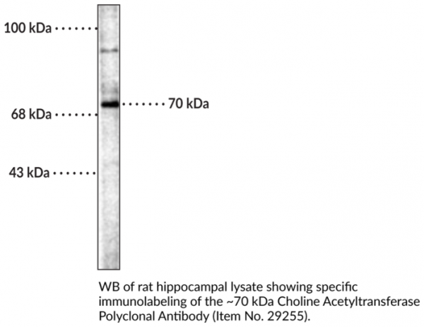 Anti-Choline Acetyltransferase