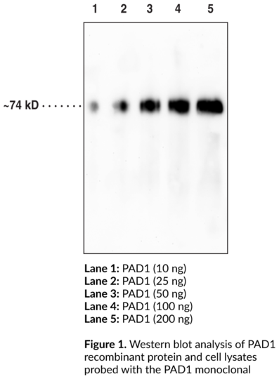 Anti-PAD1 (Clone 6B4)