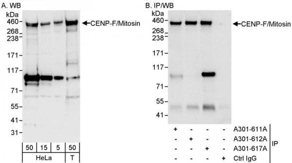 Anti-CENP-F/Mitosin