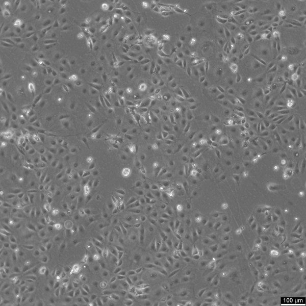 PtK2 Cells