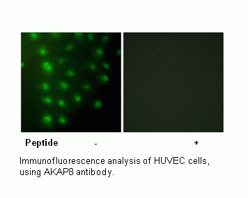 Anti-AKAP8