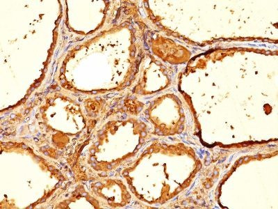 Anti-Thyroglobulin(6E1.), CF405S conjugate, 0.1mg/mL