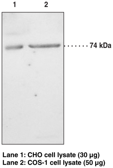 Anti-iPLA2 (Type VI)