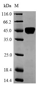 Laminin subunit alpha-5 (LAMA5), partial, human, recombinant