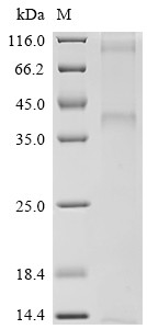 B5R (B5R), Vaccinia virus, recombinant