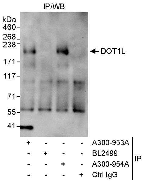 Anti-DOT1L