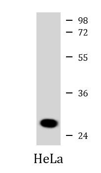 Anti-VAPB