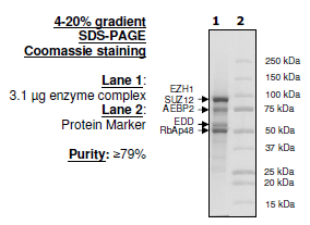 EZH1/EED/SUZ12/RbAp48/AEBP2 Active Human Protein Complex