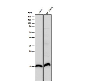 Anti-Histone H3 (symmetric di methyl R17) / HIST1H3A, clone 31H83