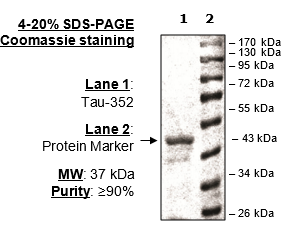 Tau-352 Protein
