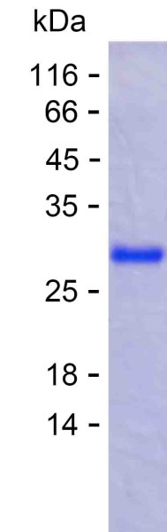 PRG4 (human), recombinant protein