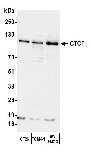 Anti-CTCF