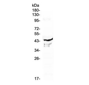 Anti-ATG3 / APG3