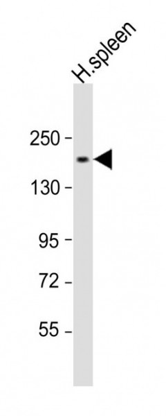 Anti-CD11b