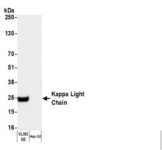Anti-Human Kappa Light Chain, HRP conjugated