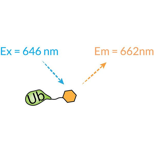 Ubiquitin (human) (rec.) (Cy5)