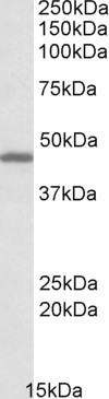 Anti-GPR17, C-terminal