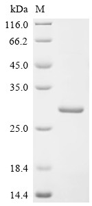 Hepcidin (HAMP), partial, human, recombinant